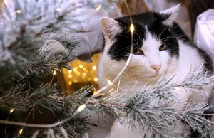 white-and-black-cat-beside-christmas-tree-with-string-lights-1645768